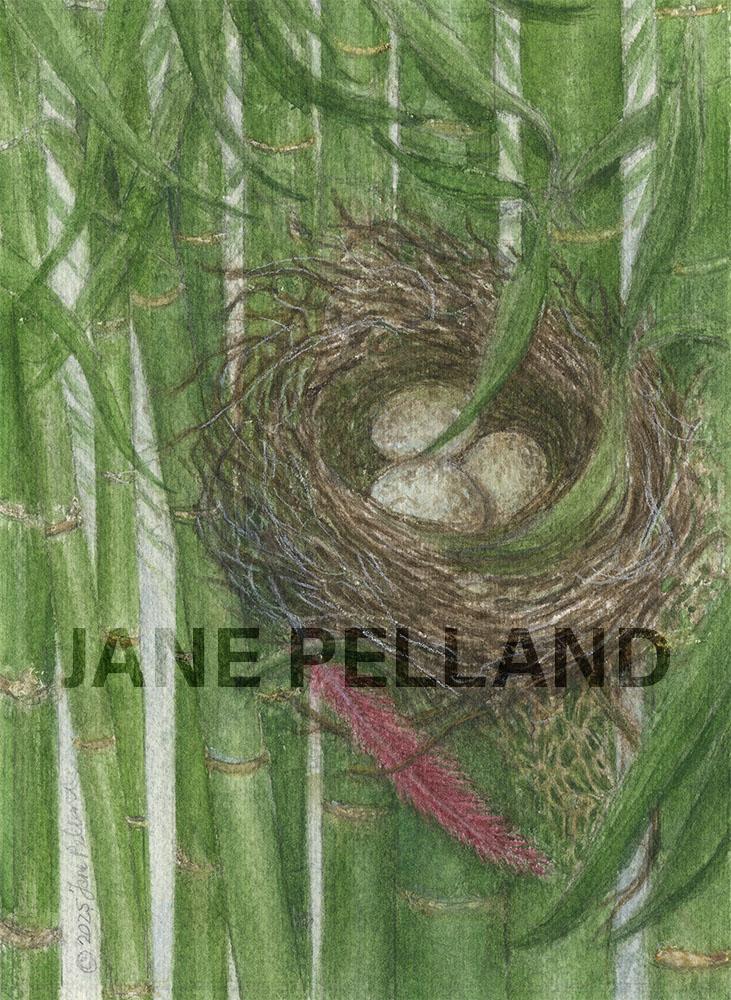 Cardinal Nest